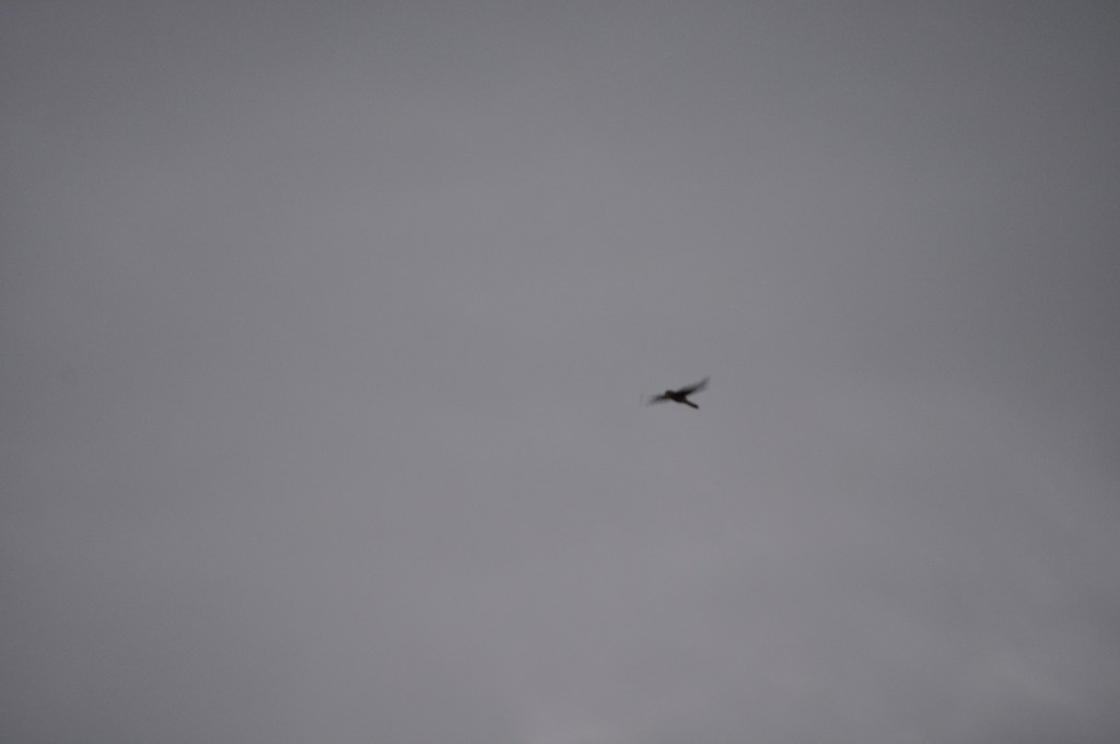 Zanze: Last Year’s&nbsp;Sparrow