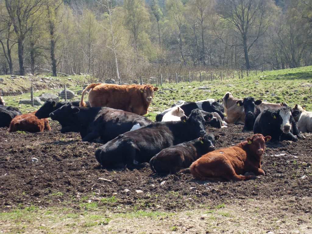 Picture Prompt: Cows