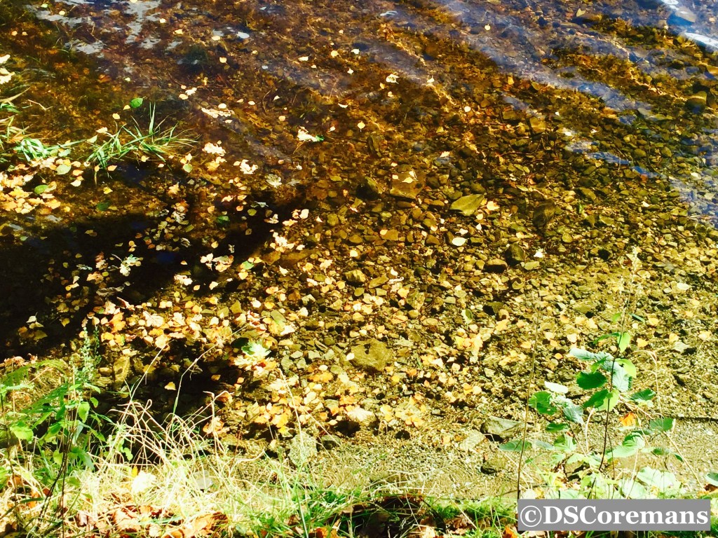 Swimming with Sharks