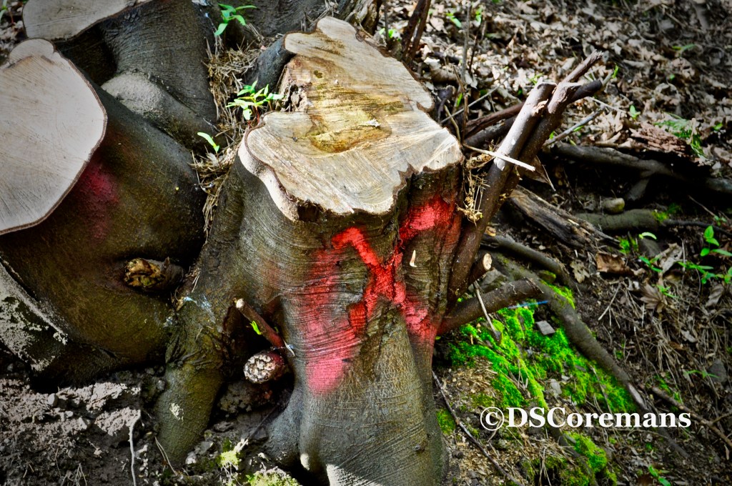 Sonnet: Online Dating