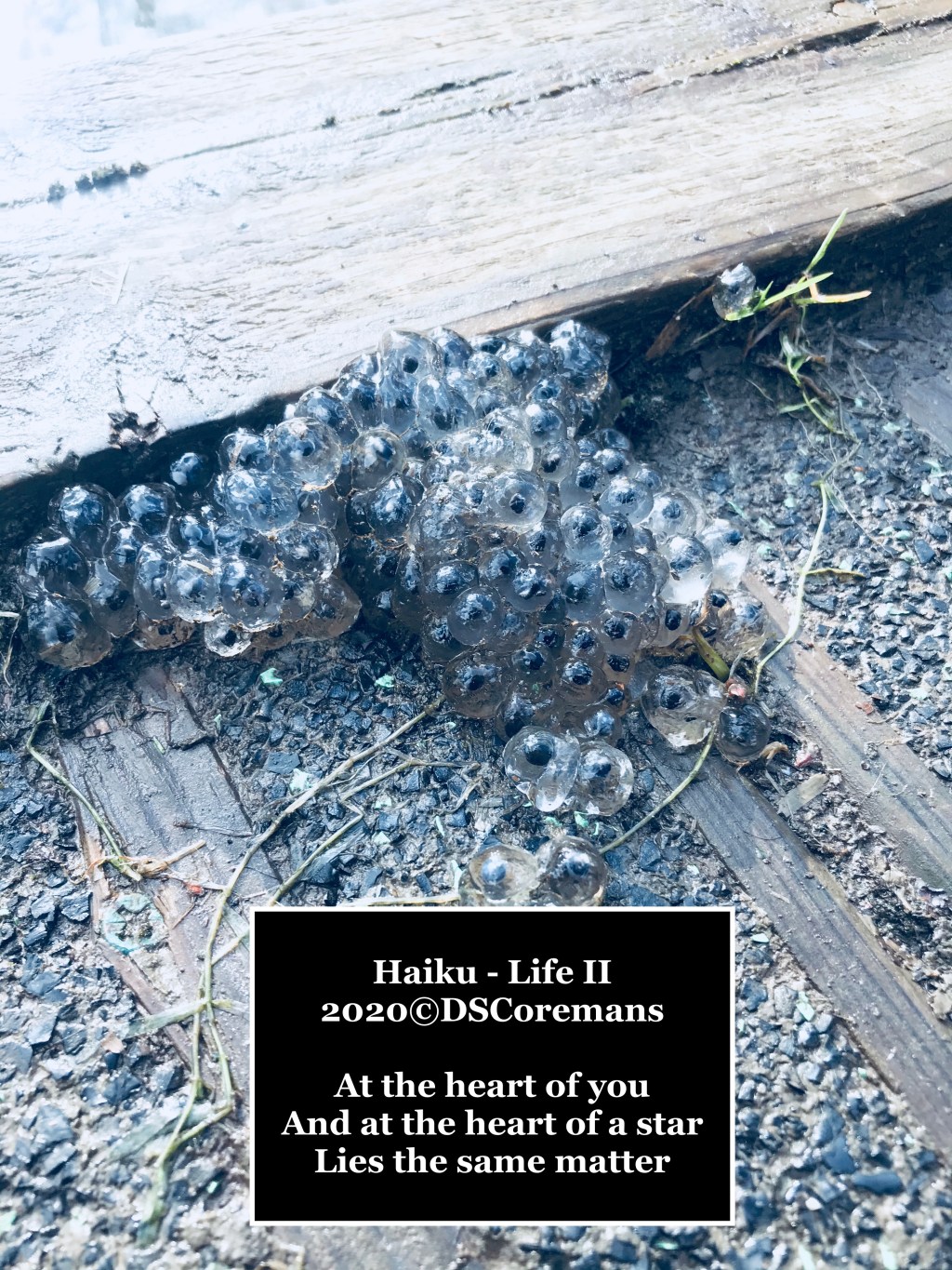 Haiku – Life&nbsp;II