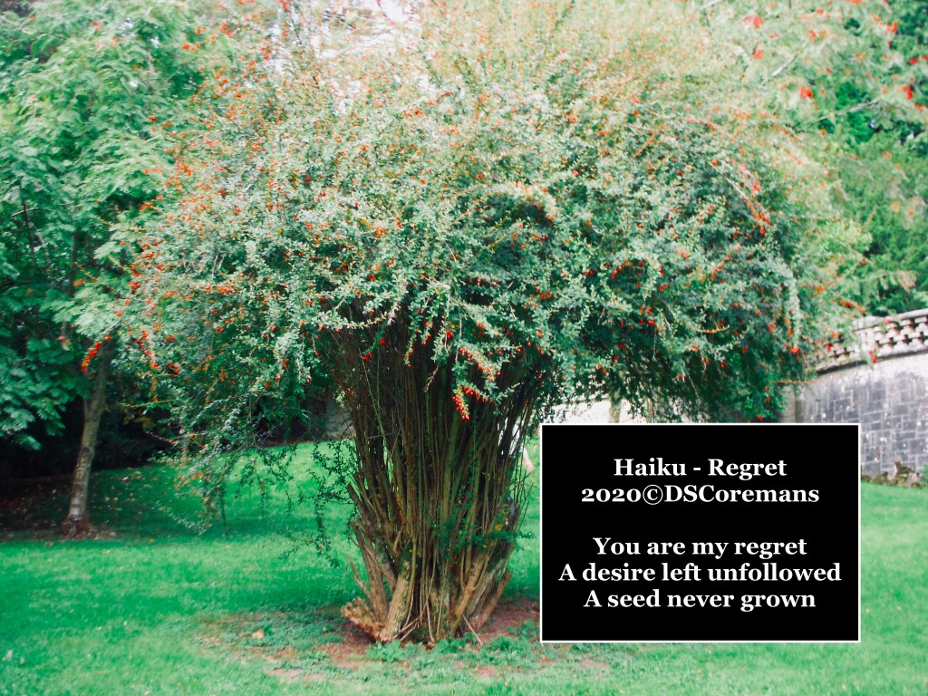 Haiku – Regret